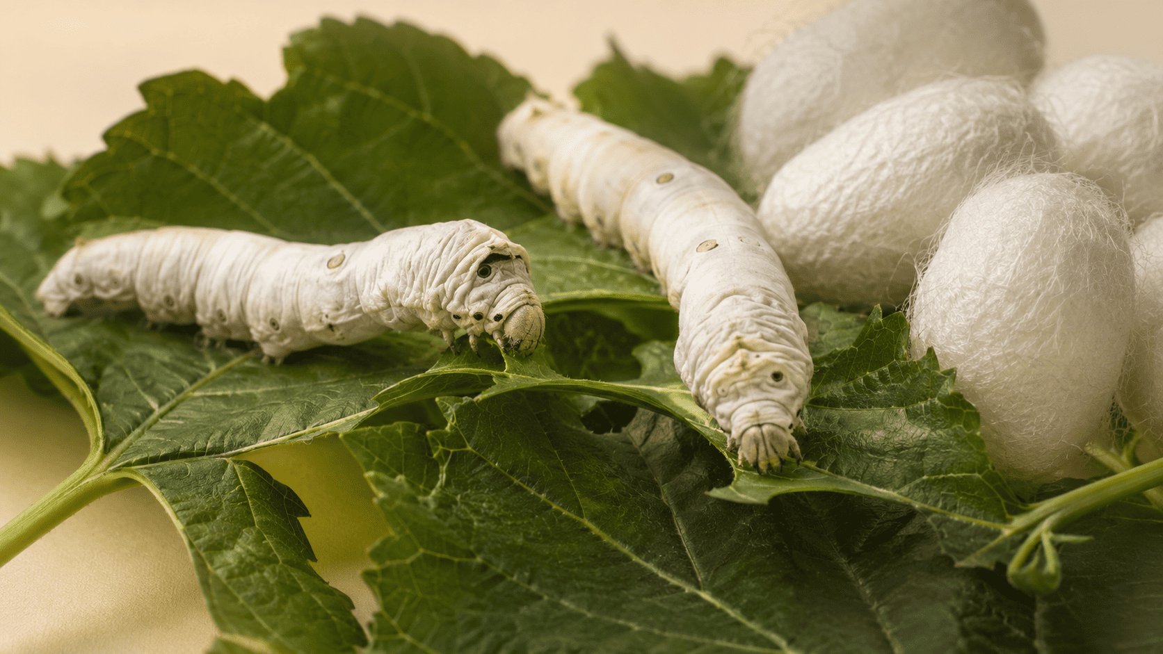 Mulberry silkworms feeding on fresh mulberry leaves beside white silk cocoons
